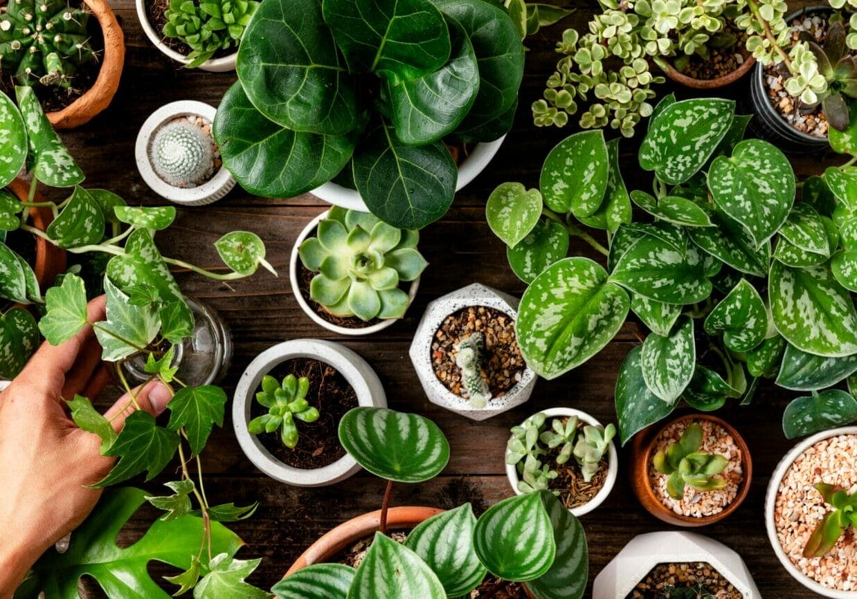 Green houseplant background for plant lovers