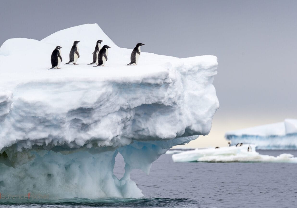 ccjodoigne antarctique